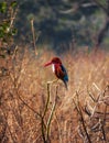 Beautiful colourful bird sitting on a tree Royalty Free Stock Photo