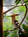 Beautiful colourful bird sitting on a tree Royalty Free Stock Photo