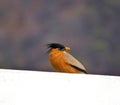 Beautiful colourful bird sitting on a wall Royalty Free Stock Photo