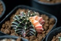 Beautiful Colourful cactus Gymnocalycium mihanovichii
