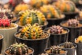 Beautiful Colourful cactus Gymnocalycium mihanovichii