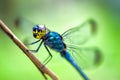 Dragonfly scratching head Royalty Free Stock Photo