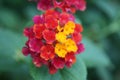 Lantana camara