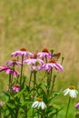 Beautiful colourful flowers of echinacea with a butterfly Royalty Free Stock Photo