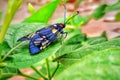 beautiful colourful insect .. natural beauty Royalty Free Stock Photo