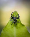 A beautiful and colourful jumping spider is hanging from a leaf Royalty Free Stock Photo