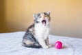 Beautiful and colourful kitten shows language. yawns. age 3 mont