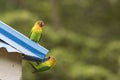 Beautiful colourful lovebirds playing at the roof of the house