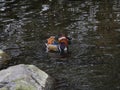 Beautiful, colourful Mandarin duck / Aix galericulata preening on the river by a rock.