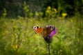 Beautiful colourful peacock butterfly, Europe, Poland