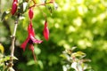 Beautiful and Colourful purple Hardy Fuchsia