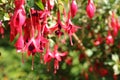 Beautiful and Colourful purple Hardy Fuchsia