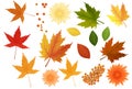 Beautiful colourful realistic autumn leaves and flowers set. Yellow golden red green keaves icolated.