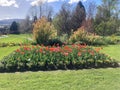 Beautiful colourful red Tulips in full bloom in springtime