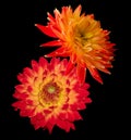 Beautiful colourful red and yellow Dahlias Royalty Free Stock Photo