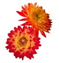Beautiful colourful red and yellow Dahlias Royalty Free Stock Photo