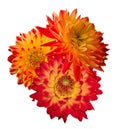 Beautiful colourful red and yellow Dahlias Royalty Free Stock Photo