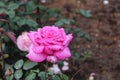 Beautiful colourful roses from the rose garden in Ooty Tamil Nadu India. Royalty Free Stock Photo