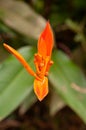 A beautiful colourful single tropical flower Parrot`s Beak Heliconia psittacorum