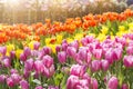 Beautiful colourful tulip flower garden with morning warm light Royalty Free Stock Photo