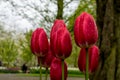 Colourful tulip flowers with beautiful background on a bright summer day Royalty Free Stock Photo