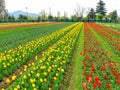 Beautiful colourful Tulip flowers are bloomimg in Tulip Garden in kashmir