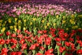 beautiful colourful tulip in the garden, natural background in springtime Royalty Free Stock Photo