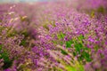 Beautiful and colourful violet lavander field. Aromatherapy lavander