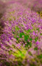 Beautiful and colourful violet lavander field. Aromatherapy lavander