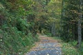 Beautiful winding path in autumn forest Royalty Free Stock Photo