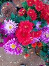 Beautiful and colourfull flowers in garden Royalty Free Stock Photo