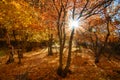 Beautiful colours of the autumn Royalty Free Stock Photo