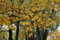 Beautiful colours of autumn in Queenstown Gardens Royalty Free Stock Photo