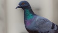 Beautiful colours of pigeon