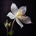 Stunning Columbine Flower In High Definition