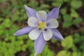 A columbine flower in the Colorado Rocky Mountains