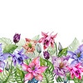 Beautiful columbine flowers or aquilegia and exotic monstera leaves on white background.