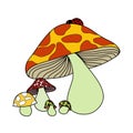 Beautiful colur mushroom