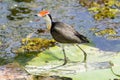 Beautiful Comb-crested Jacana on floating leaf, Kakadu Park, Australia