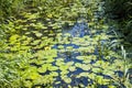 Combe Haven River, East Sussex, England with Yellow lily pads and Arrowhead plants