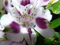 Beautiful flower, pollen. Royalty Free Stock Photo