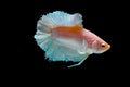 beautiful combination colors of halfmoon double tail betta fish
