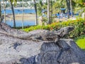 Iguana enjoying the sun on a stone with green vegetation and the beach background