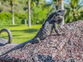 Iguana enjoying the sun on a stone with green vegetation background