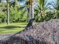 Beautiful iguana sunbathing on a stone with palm trees background