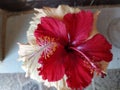 Beautiful combination of red and orange hibiscus flower