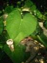 Beautiful combination of ring and heart of leave