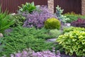 A beautiful combination of spring-flowering plants and conifers on an alpine hill. Lilac small flowers, blue spruce, yellow