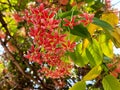 Beautiful Combretum indicum flowers Royalty Free Stock Photo