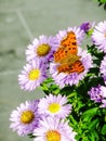 Beautiful comma butterfly with open wings feeding from an aster